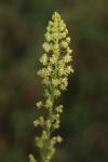 Reseda lutea