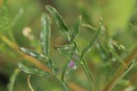 Reseda lutea