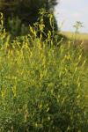 Melilotus officinalis