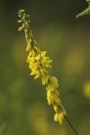 Melilotus officinalis