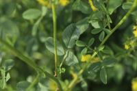 Melilotus officinalis