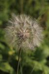 Tragopogon pratensis