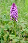 Anacamptis pyramidalis