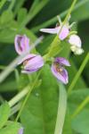 Ophrys apifera