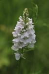 Dactylorhiza maculata