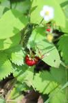 Fragaria vesca
