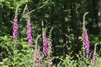 Digitalis purpurea