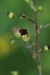 Scrophularia nodosa