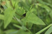 Scrophularia nodosa