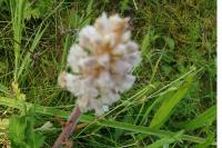 Orobanche picridis-hieracioidis