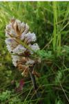 Orobanche picridis-hieracioidis