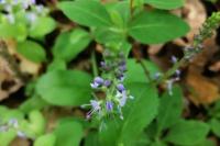 Veronica spicata
