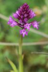 Anacamptis pyramidalis
