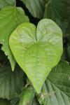 Dioscorea communis