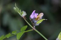 Vicia sepium