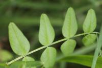 Vicia sepium