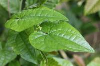 Dioscorea communis