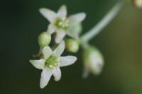Dioscorea communis
