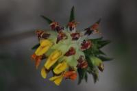 Anthyllis vulneraria