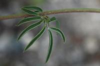 Anthyllis vulneraria