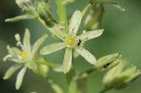 Loncomelos pyrenaicus