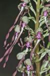 Himantoglossum hircinum