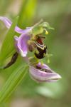 Ophrys apifera