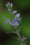 Veronica officinalis
