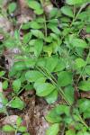 Veronica officinalis