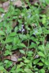 Veronica officinalis