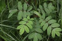 Sorbus aucuparia