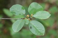 Frangula alnus
