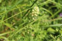 Reseda lutea