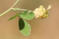 Trifolium campestre