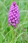 Anacamptis pyramidalis