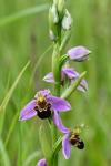 Ophrys apifera