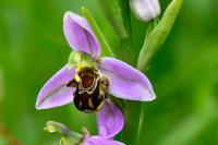 Ophrys apifera