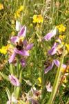 Ophrys apifera