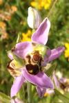 Ophrys apifera