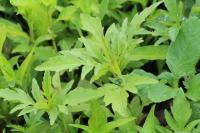 Bidens tripartita