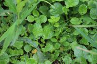 Barbarea vulgaris