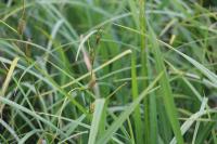 Carex