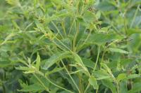Lysimachia vulgaris