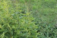 Lysimachia vulgaris