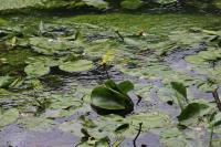Nuphar lutea