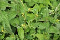 Rorippa palustris
