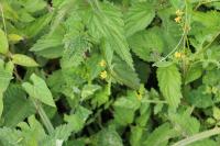 Rorippa palustris