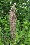 Himantoglossum hircinum