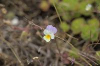 Viola arvensis