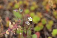 Viola arvensis